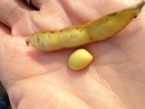 Soybean and pod