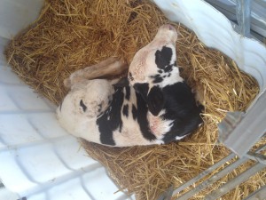 Newborn Calf at McCarty Family Farms Dairy