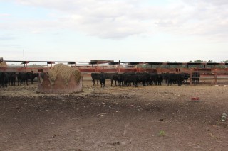 Sawyer's Cattle