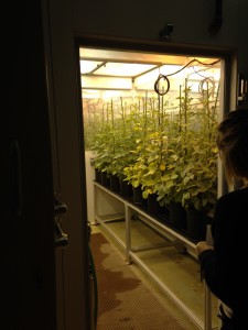 Growing Room at Monsanto