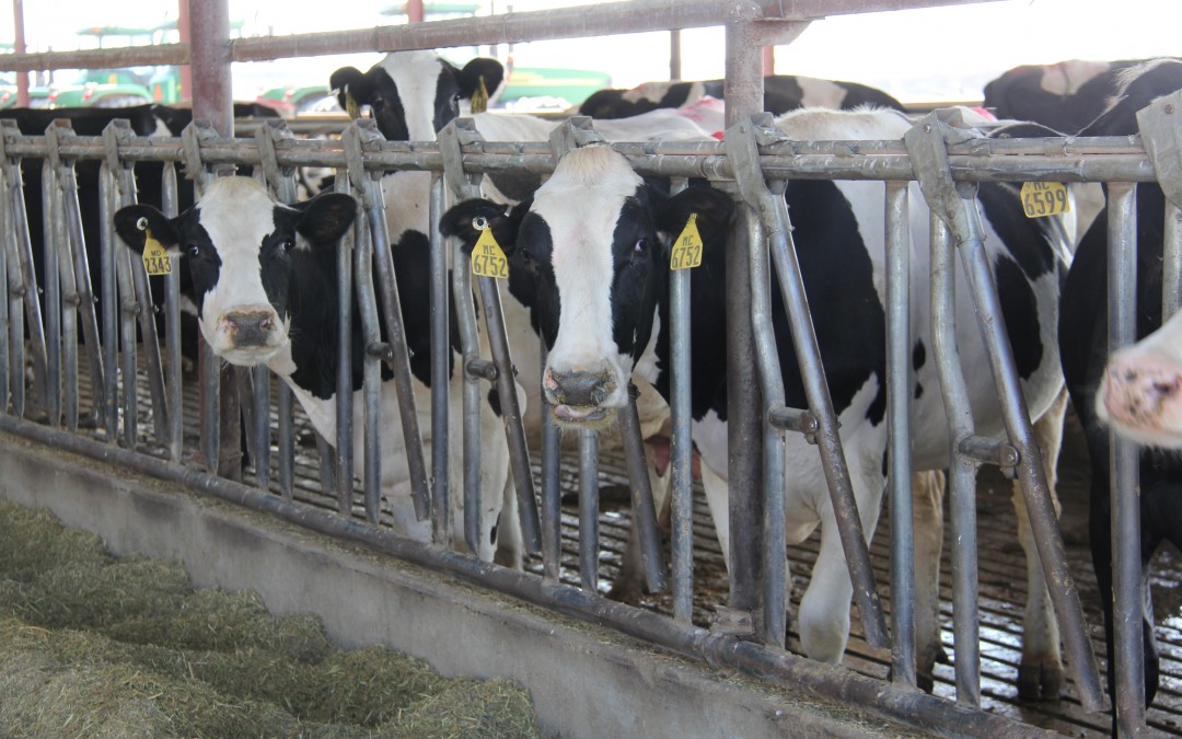 McCarty Family Farms – Supplying Fresh Milk for Dannon®