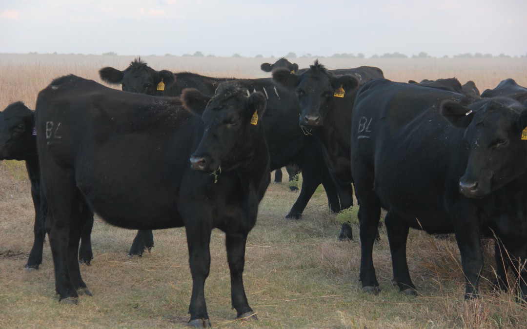 Blythe Angus Ranch – Registered Angus Cattle in the Heart of Kansas